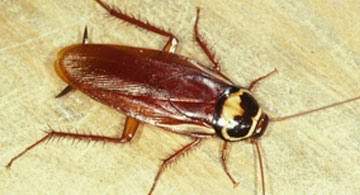 Cockroaches