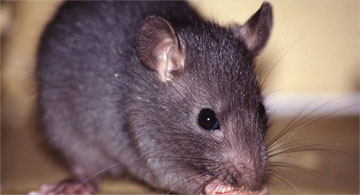 Rats & Mice