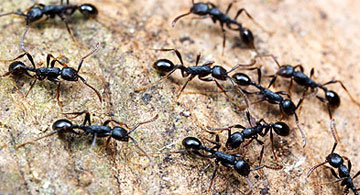 Ants