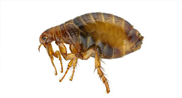 Fleas